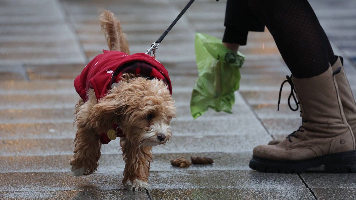Una provincia italiana sta effettuando test del DNA sui cani per multare i proprietari che non li puliscono